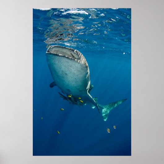 Poster Requin de baleine et poisson (Devant)
