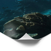 Poster Requin de natation solo (Coin)