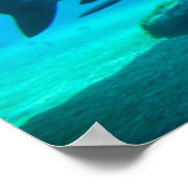 Poster Requin de nuit (Carcharhinus Obscurus), Ushaka (Coin)