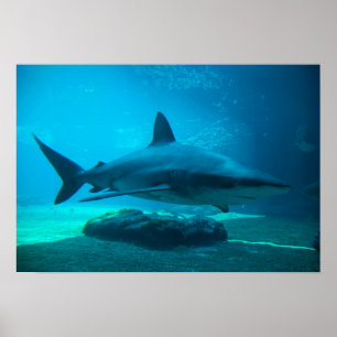 Poster Requin de nuit (Carcharhinus Obscurus), Ushaka