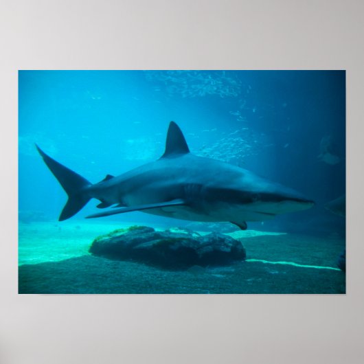 Poster Requin de nuit (Carcharhinus Obscurus), Ushaka (Devant)