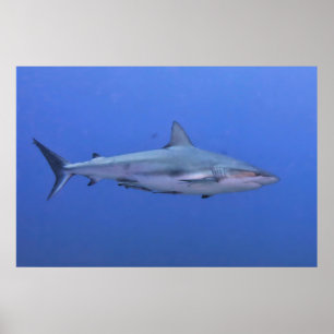 Poster Requin de récif