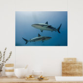 Poster Requin de récif des Caraïbes (Cuisine)