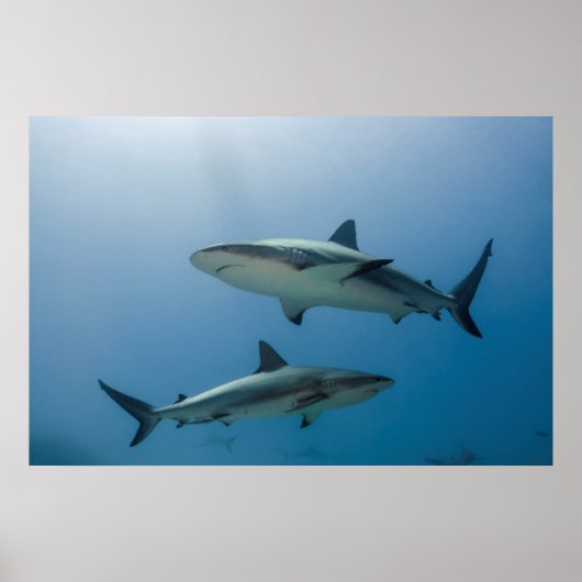 Poster Requin de récif des Caraïbes (Devant)