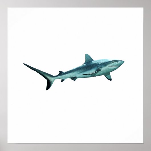 Poster Requin de récif - Design abstrait - Découpé d'une (Devant)