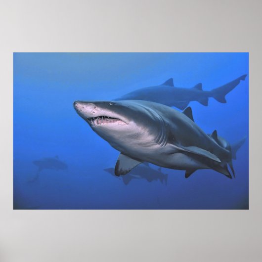Poster Requin de Sable Tigre (Devant)