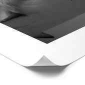 Poster Requin des Caraïbes (Coin)