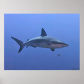 Poster Requin des Caraïbes (Devant)