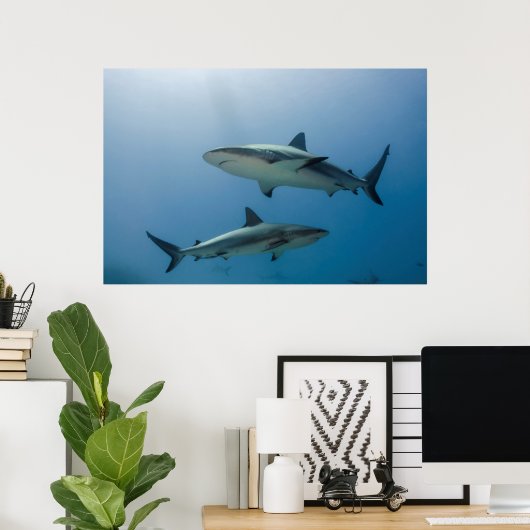 Poster Requin des Caraïbes (Bureau à domicile)