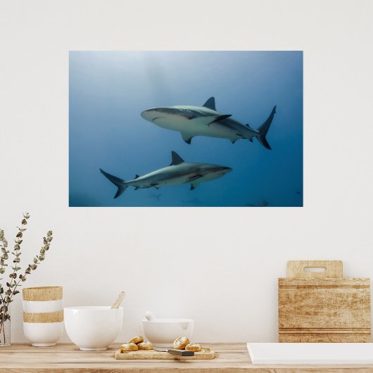 Poster Requin des Caraïbes (Cuisine)