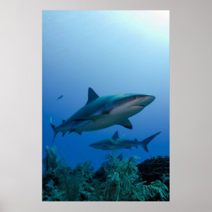 Poster Requin des récifs des Caraïbes Jardines de la Rein