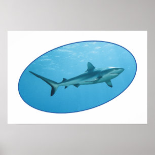 Poster Requin des récifs gris, île de Yap - Conception ph