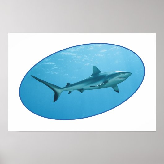 Poster Requin des récifs gris, île de Yap - Conception ph (Devant)