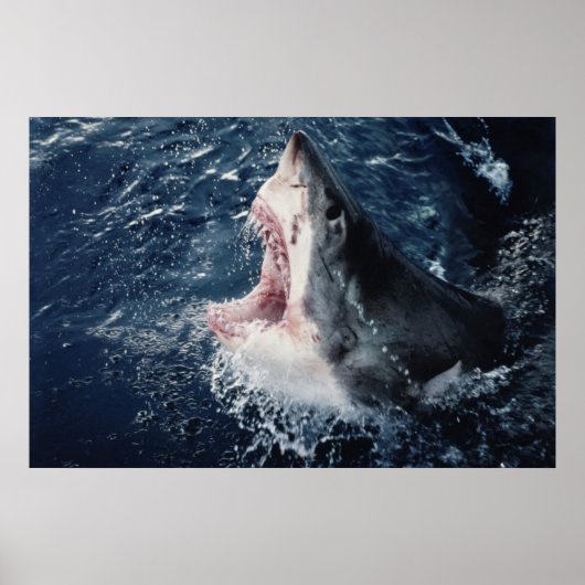 Poster Requin élevé bouche ouverte (Devant)