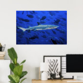 Poster Requin et poisson-chirurgien (Bureau à domicile)