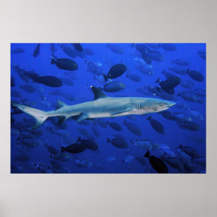 Poster Requin et poisson-chirurgien
