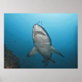 Poster Requin gris (Devant)
