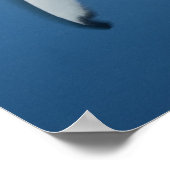 Poster Requin gris (Carcharhinus amblyrhynchos) (Coin)