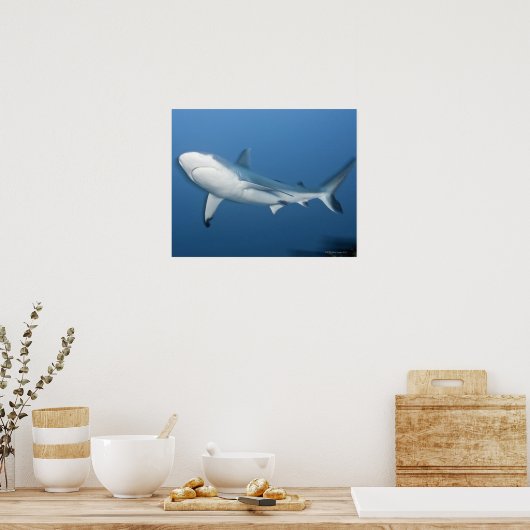 Poster Requin gris (Carcharhinus amblyrhynchos) (Cuisine)