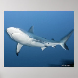 Poster Requin gris de récif (amblyrhynchos de