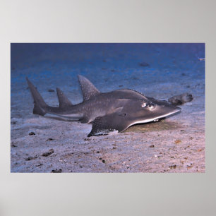 Poster Requin guitare