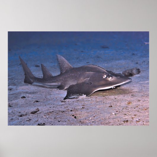 Poster Requin guitare (Devant)