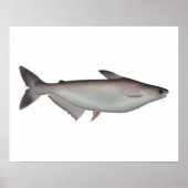 Poster Requin Iridescendant (Devant)