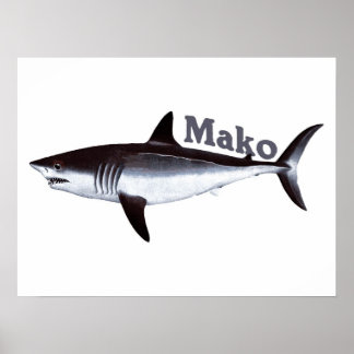 Poster requin Mako vintage