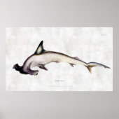 Poster requin marteau (Devant)