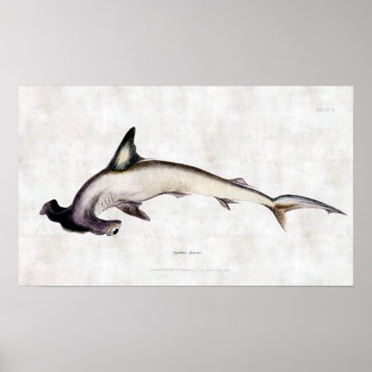Poster requin marteau (Devant)