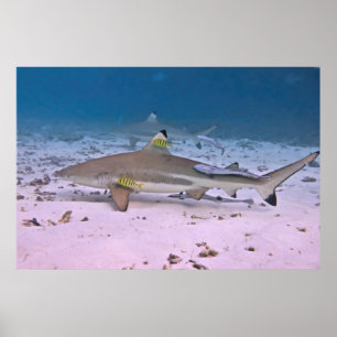 Poster Requin noir sur la plate-forme