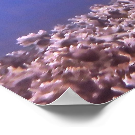 Poster Requin noir sur le récif (Coin)