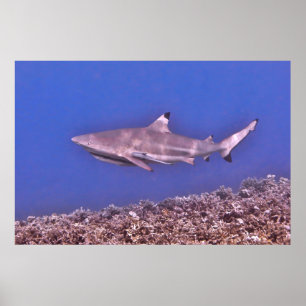 Poster Requin noir sur le récif