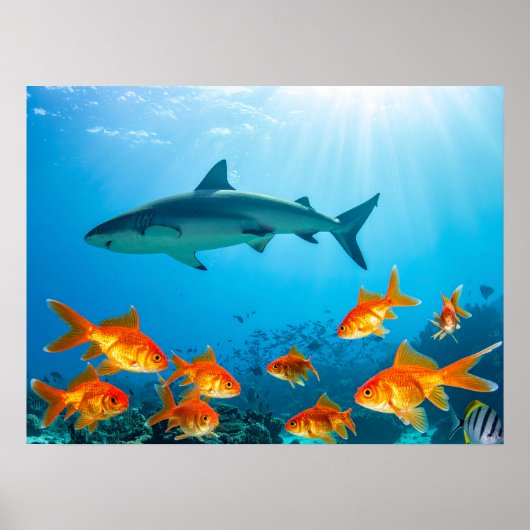 Poster Requin parmi poissons rouges (Devant)