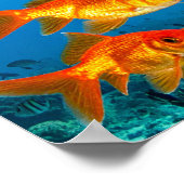 Poster Requin parmi poissons rouges (Coin)