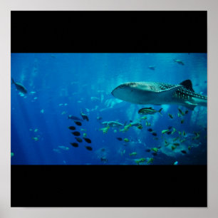 Poster Requin Poisson Eau Plongée Nage Fins Grey Guy Gal