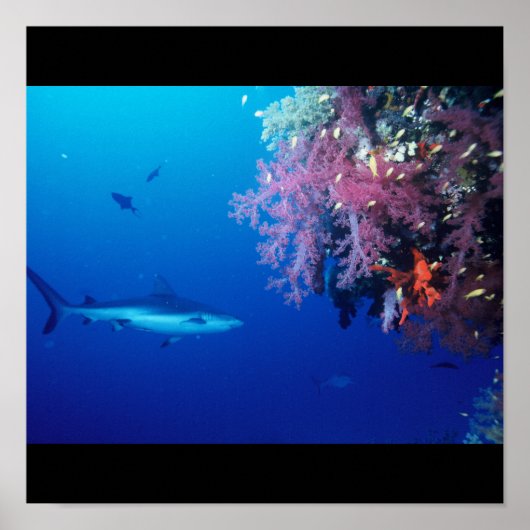 Poster Requin Poisson Eau Splash Swim Grey Guy Gal (Devant)