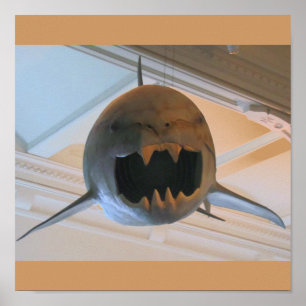 Poster Requin préhistorique
