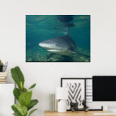 Poster requin taureau - Carcharhinus leucas (Bureau à domicile)