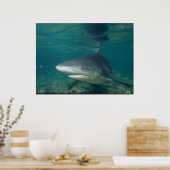 Poster requin taureau - Carcharhinus leucas (Cuisine)