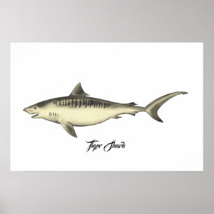 Poster Requin tigre