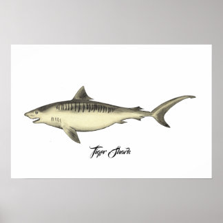 Poster Requin tigre