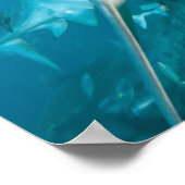 Poster Requin tigre (Galeocerdo cuvier) Alimentation du r (Coin)