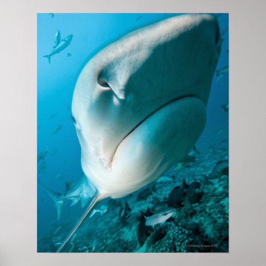 Poster Requin tigre (Galeocerdo cuvier) Alimentation du r (Devant)