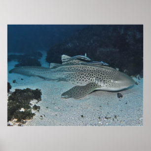 Poster Requin zèbre
