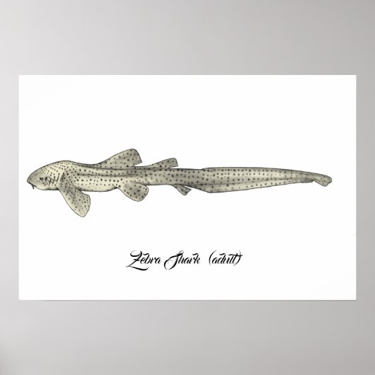 Poster Requin zèbre [Adulte] (Devant)