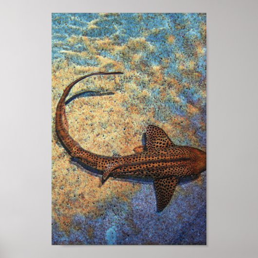 Poster Requin zèbre coloré (Devant)