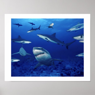 Poster requins