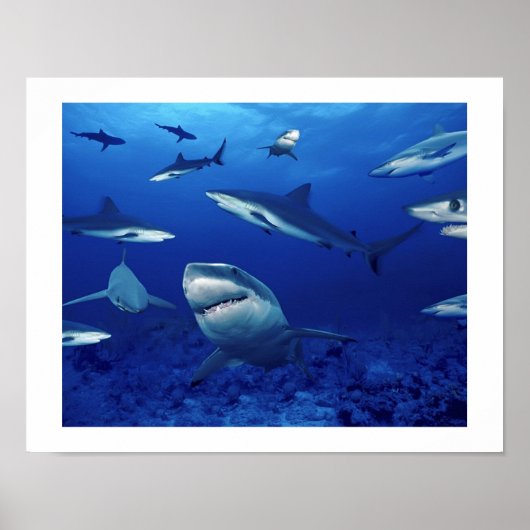Poster requins (Devant)