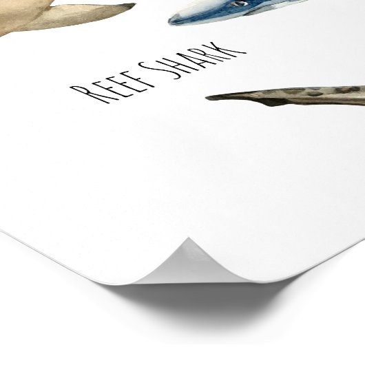 Poster Requins (Coin)